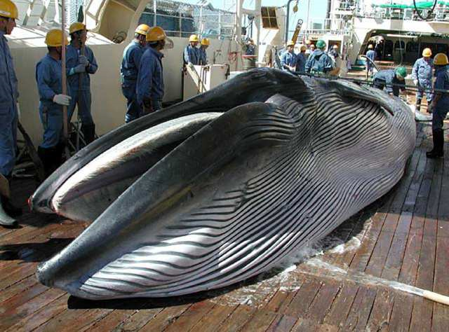  Giappone, riprenderà a breve la caccia alle balene nell’Oceano Meridionale