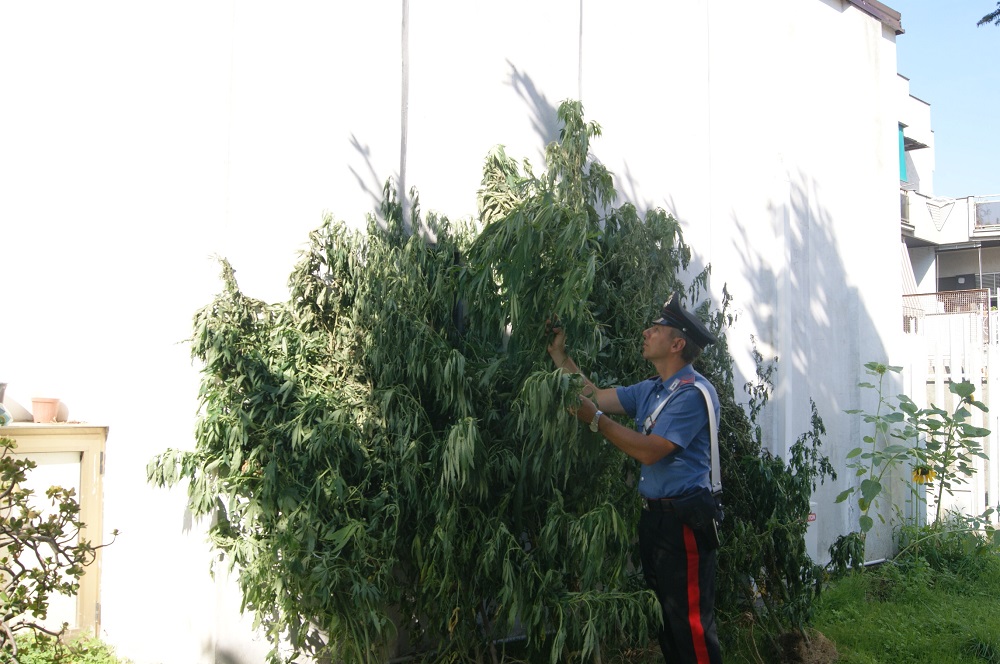  Vico Equense, coltivatore di cannabis si lancia da 5 metri per sfuggire all’arresto