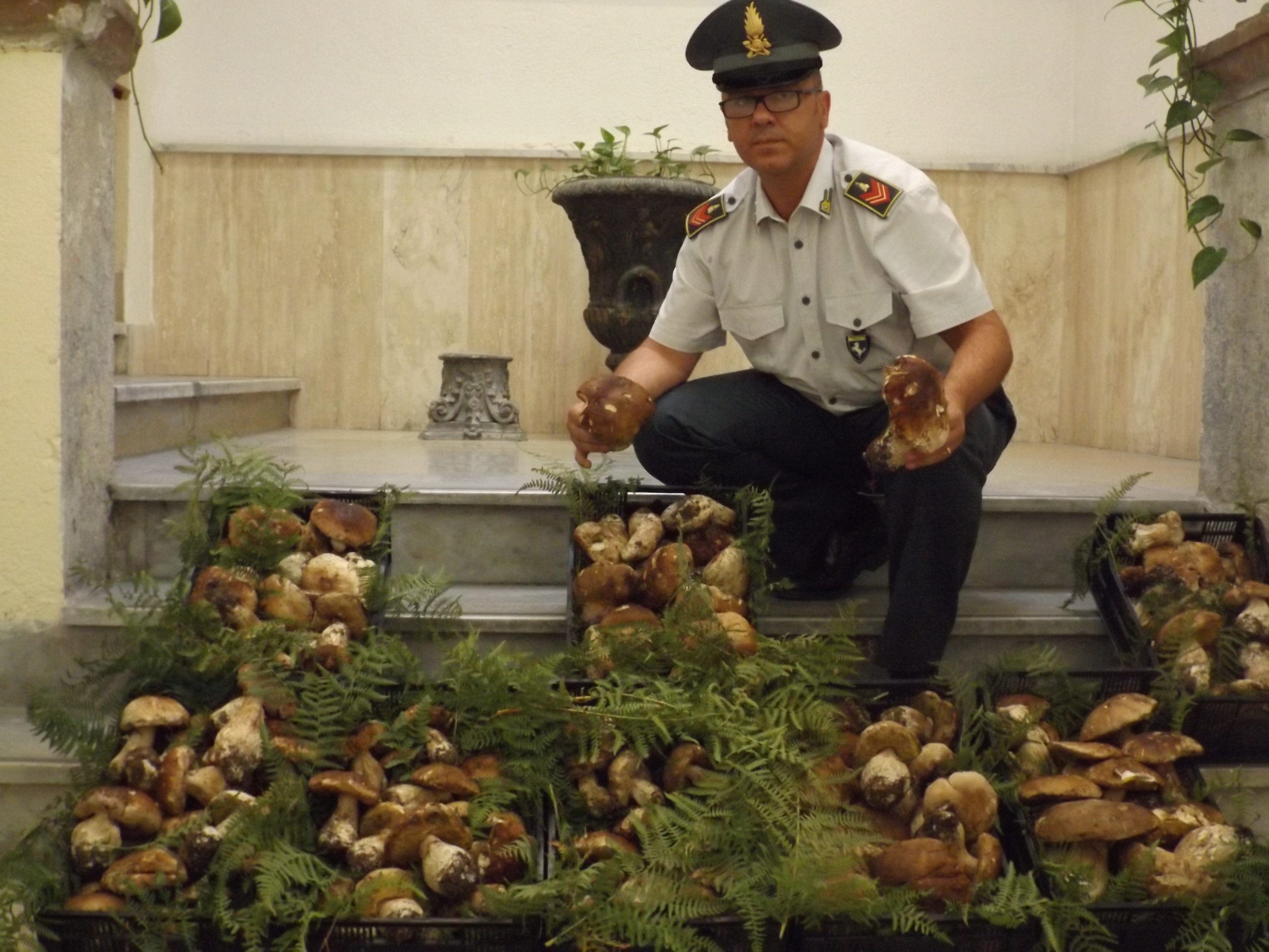  Benevento, sequestrati ad ambulanti 29 kg di funghi porcini