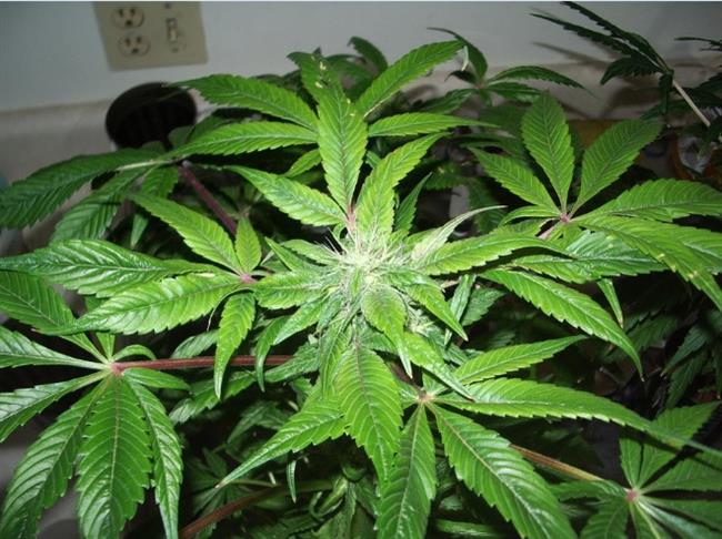  Qualiano, pianta di cannabis indica all’ingresso di casa: coppia arrestata