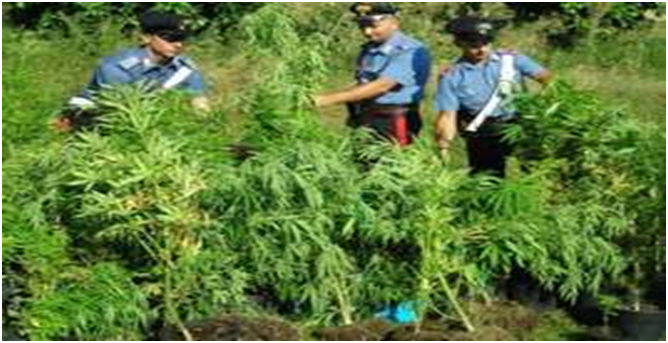  Droga: piantagione cannabis nel Napoletano, arresto 59enne