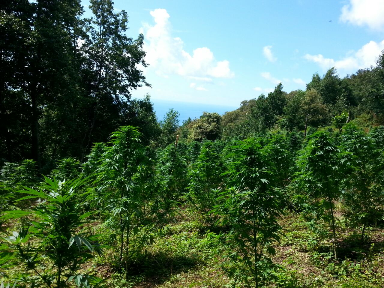  Blitz della finanza nei boschi di Cetraro, scoperte 3000 piante di marijuana – VIDEO