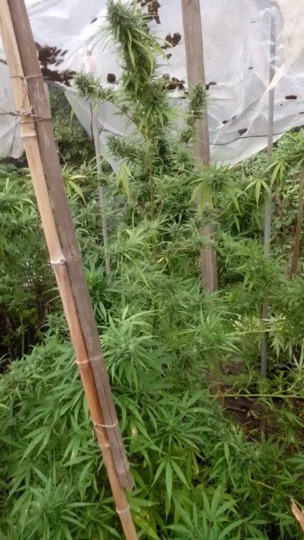  Torino, scoperta una piantagione di marijuana a Cercenasco