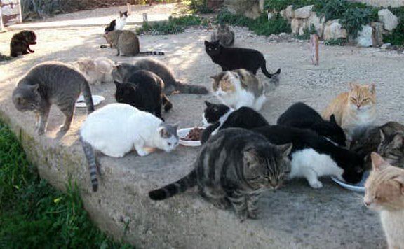  Donna viveva con 65 gatti e 18 cani: denunciata per maltrattamento di animali