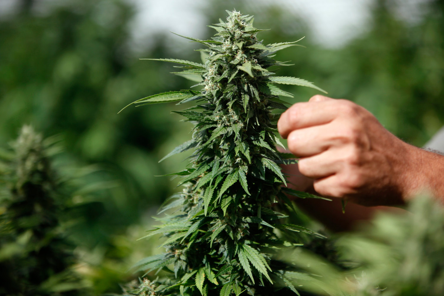  Amorosi, scoperta piantagione di marijuana: arrestato 33enne