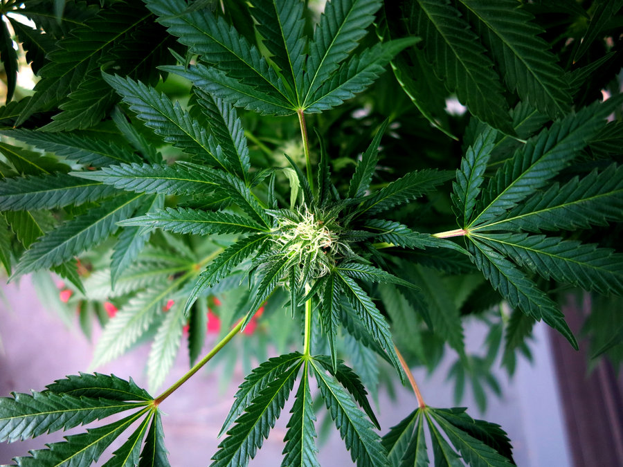  Palma Campania, coltivava  in casa 5 piantine di cannabis: arrestato 25enne