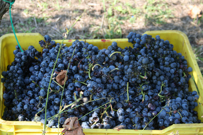  Vendemmia in Puglia, sequestrati in un’azienda 600 quintali di uve da mensa