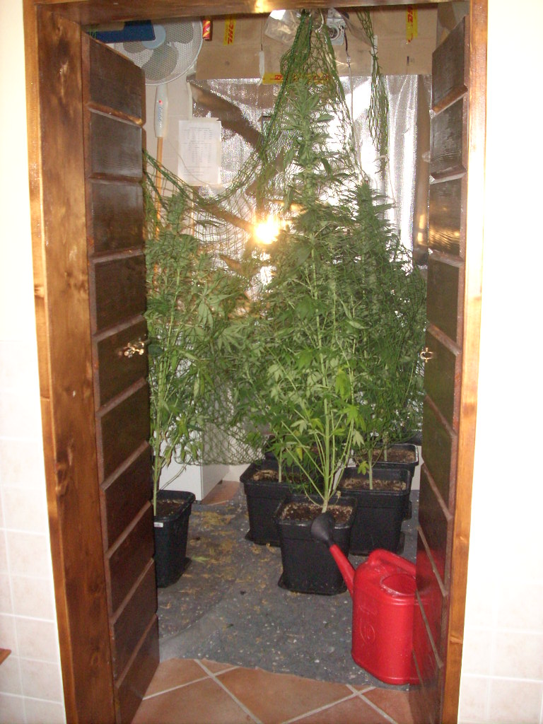  Desenzano Del Garda, sequestrata una serra casalinga di marijuana – FOTO