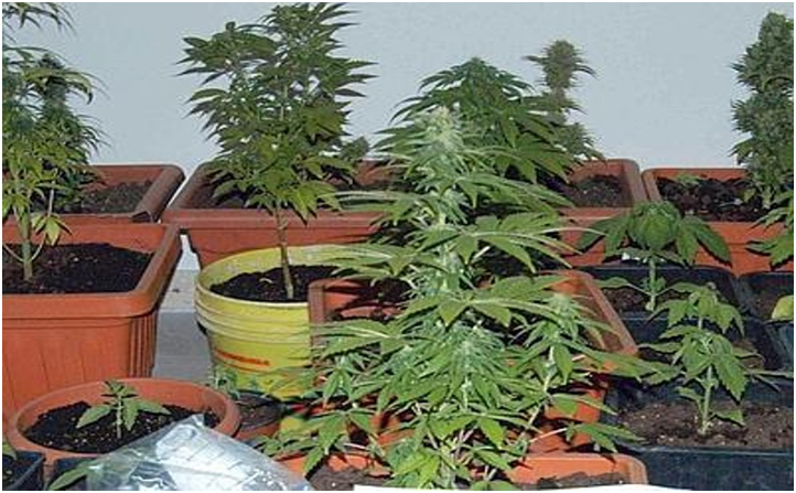  Coltivavano cannabis in casa, arrestati a Giugliano
