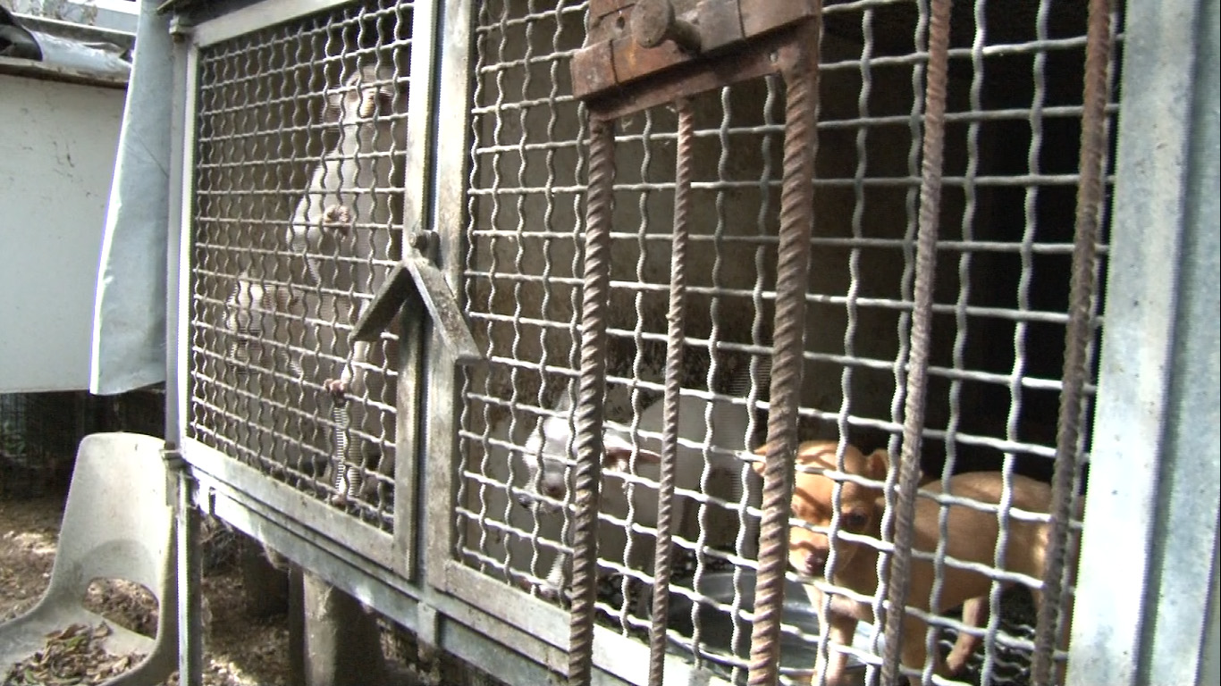 Bacoli, Polizia scopre allevamento lager: cuccioli stipati in conigliere – VIDEO
