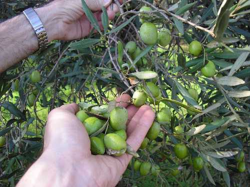  Maltempo, la furia di Attila mette in pericolo la raccolte delle olive