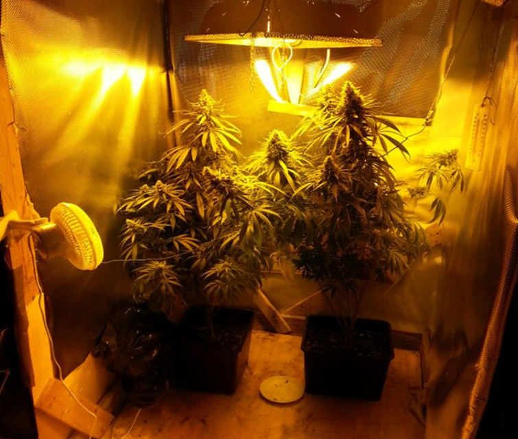  Caserta, Solarium della marijuana in un garage: arrestato 20enne