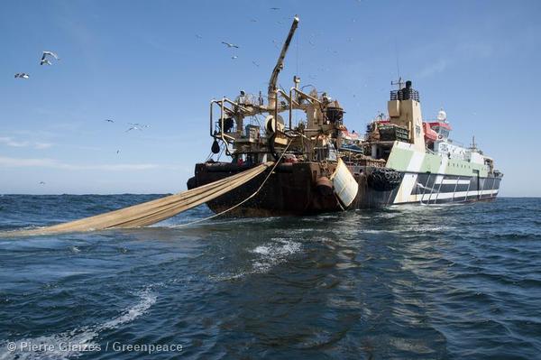  Greenpeace denuncia i mega pescherecci responsabili di svuotare i mari