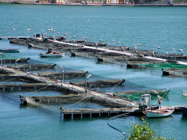  A Bari la Conferenza internazionale sull’acquacoltura