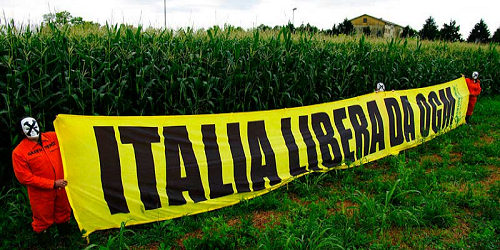 L’Italia è libera di non coltivare Ogm come ha fatto fino ad ora