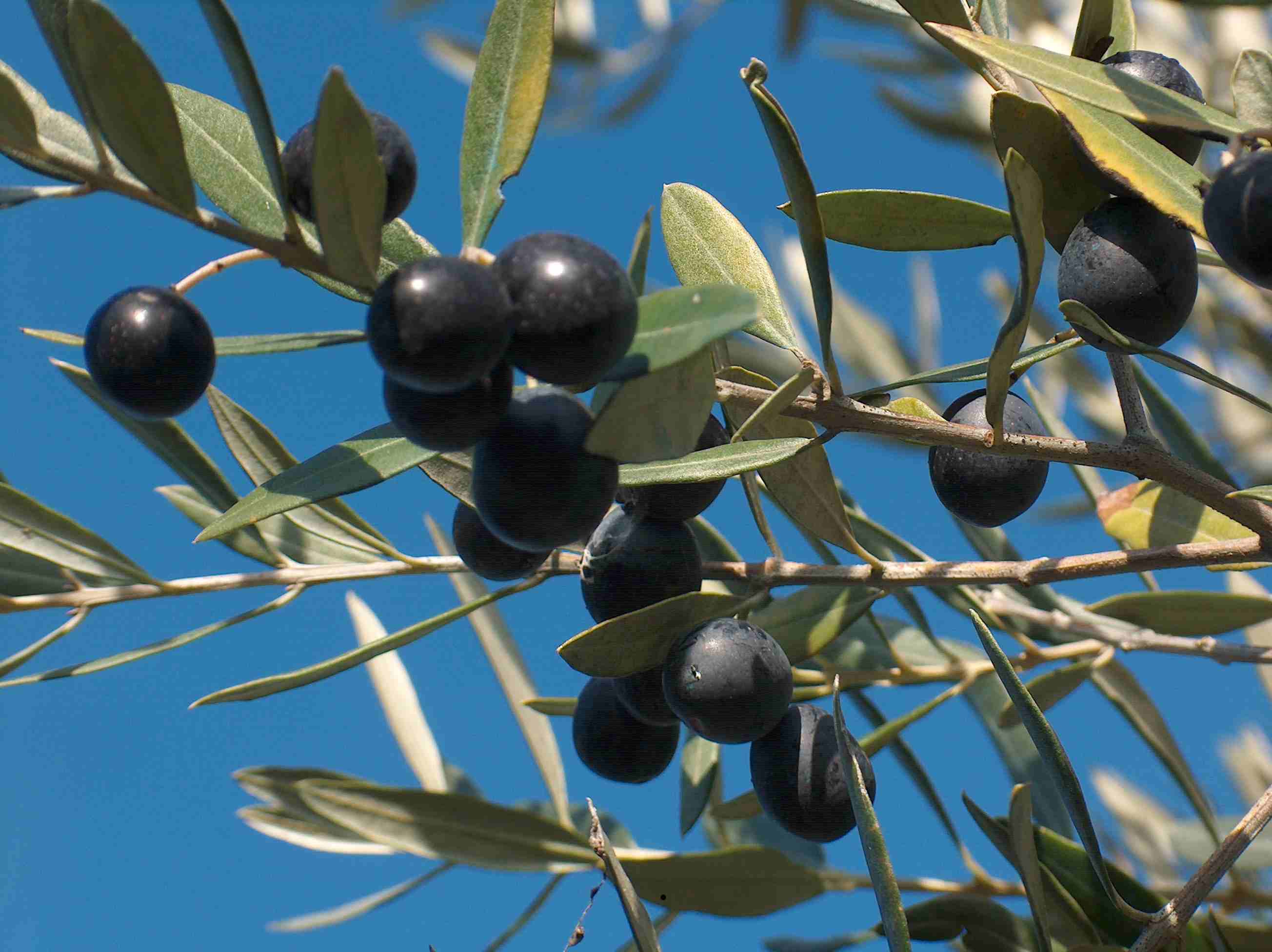  Sequestrate dai Nas di Caserta 20 tonnellate di olive