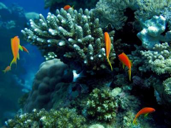  Ecosistemi marini: più che l’inquinamento, poté il riscaldamento