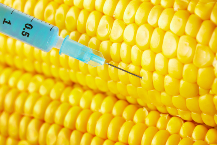  Greenpeace, nuova legge UE sugli OGM approvata oggi: l’Italia rinnovi subito il bando del mais OGM