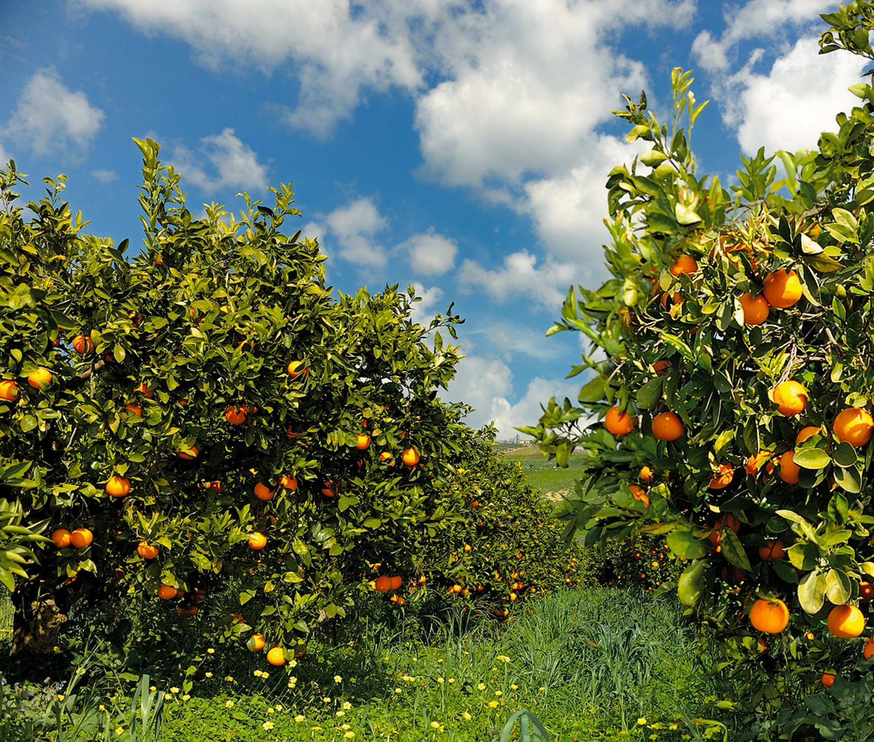  Arance di Rosarno, Coldiretti: “lo sfruttamento inizia dalle arance a 7 centesimi a kg”