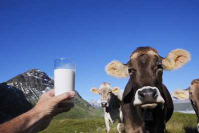  Quote latte, allarme da Coldiretti: Italia a rischio nuove multe