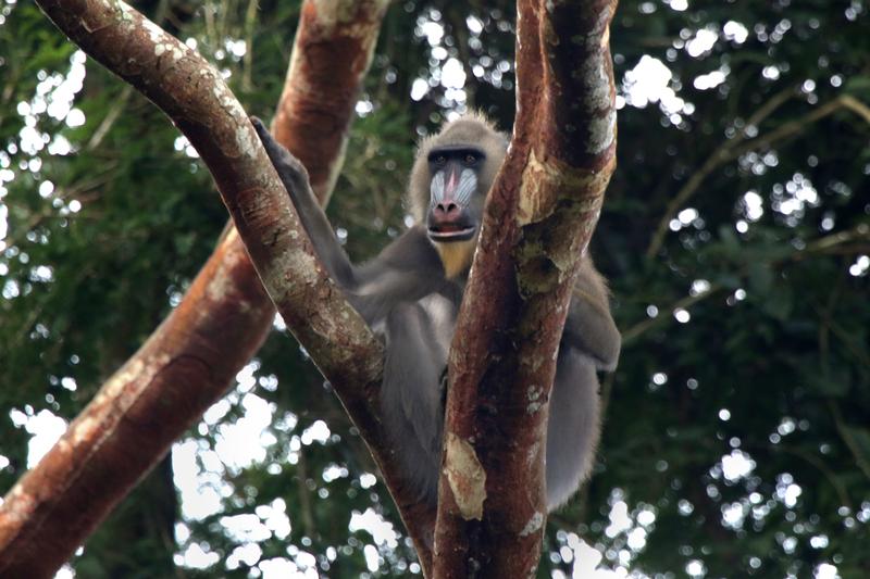  Africa, le piantagioni di Palma da olio e caucciù minacciano l’habitat di grandi scimmie