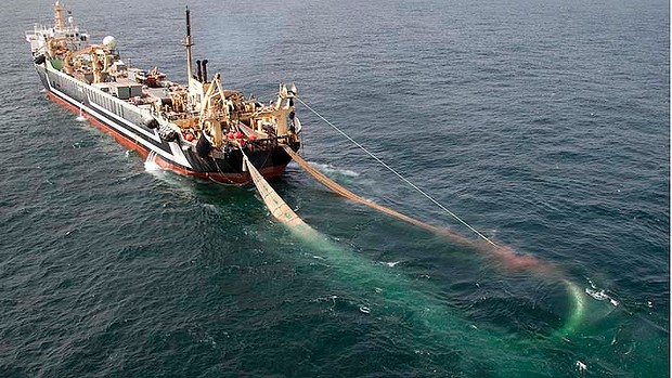  Allarme Greenpeace dalla Toscana: pesca sotto costa con le reti a strascico