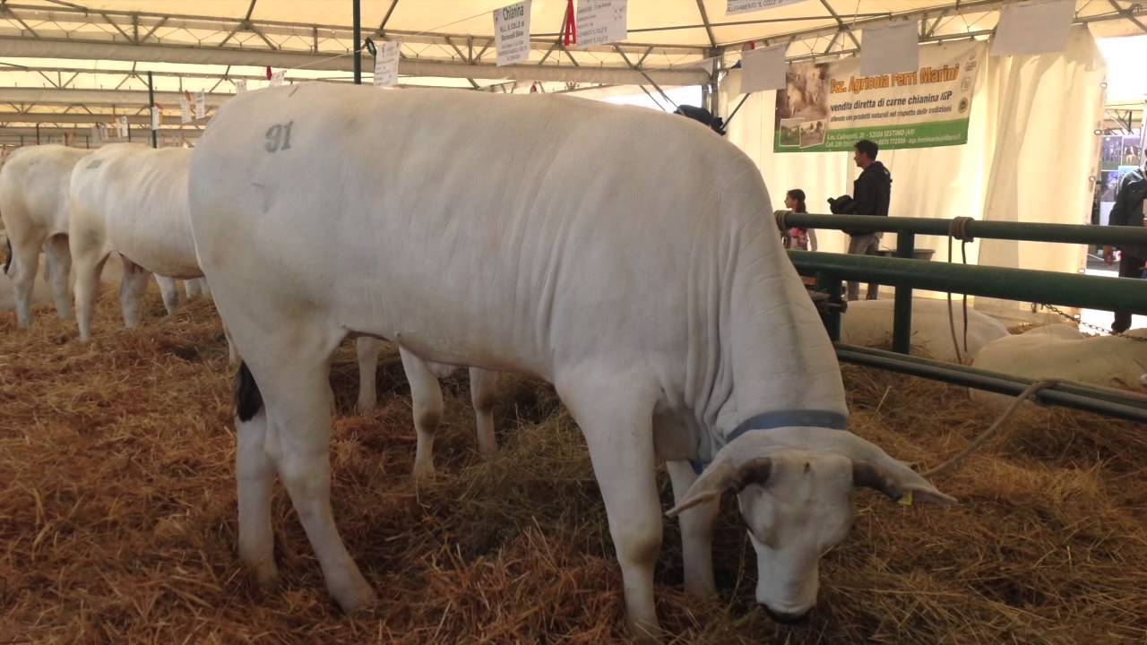  Expo, Coldiretti: sprint per vitellone piemontese IGP dopo 6 anni