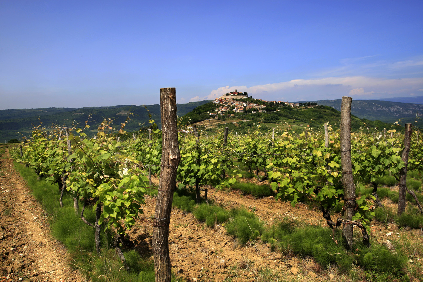  Scampagnata con i prodotti tipici: Istria wine & walk