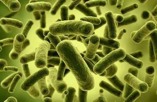  Microbiota, nutrizione e benessere: Largo ai batteri buoni