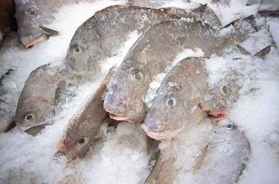  Dal mare al congelatore: tutto quello che c’è da sapere sul pesce surgelato