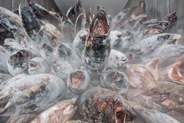  Greenpeace pubblica oggi “Quella sporca filiera”, un report sui diritti dei lavoratori su pescherecci tailandesi