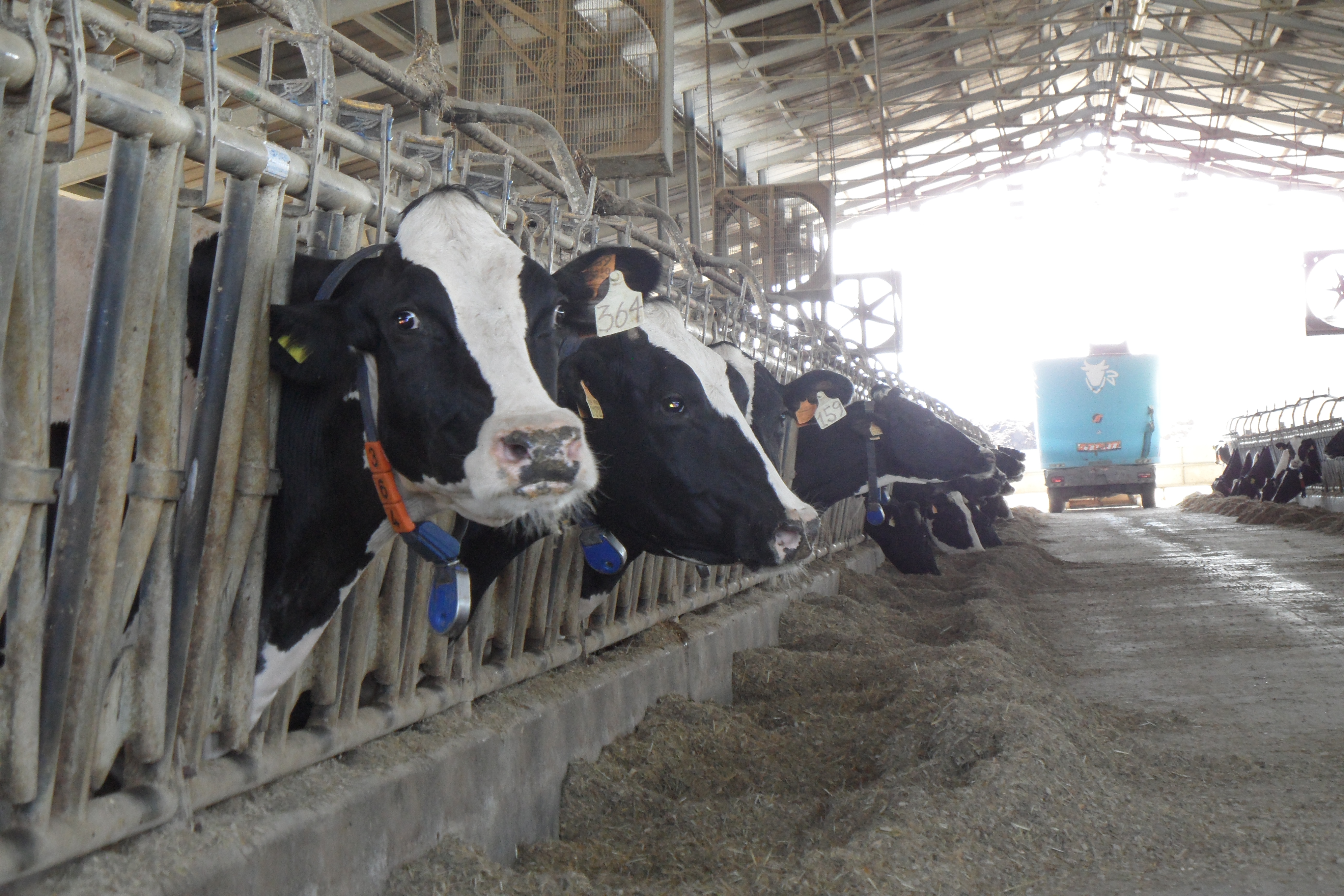  Nelle aree terremotate la produzione di latte è calata del 20 per cento