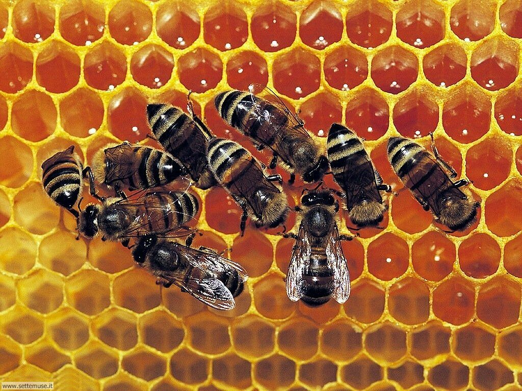  Le api maestre di organizzazione sociale
