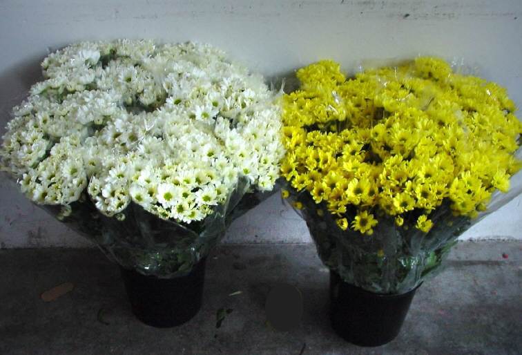  Al culto dei defunti non si rinuncia: per il caldo estivo produzione di fiori  in calo e prezzi in leggera salita