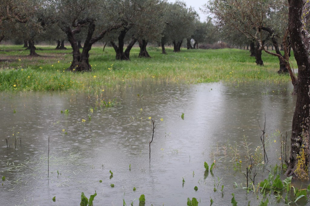  Con l’ultima ondata di maltempo sale a circa 300mln di euro i danni all’agricoltura in Sicilia