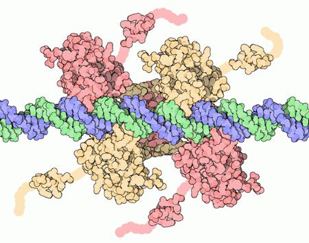  Trovato nuovo ruolo per la proteina p53 nel metabolismo dei tumori
