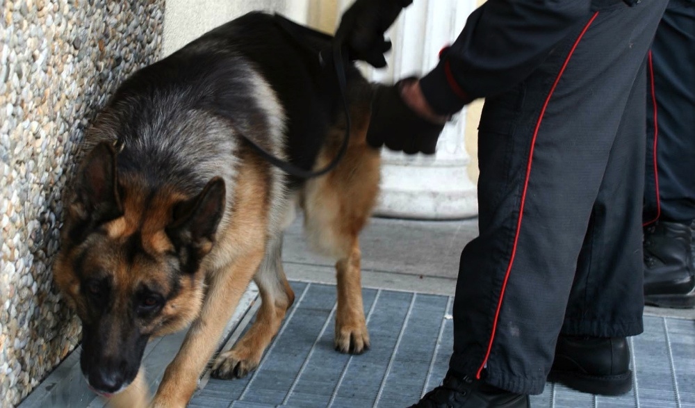  San Gennaro Vesuviano cane dei carabinieri scova panetti di hashish a casa di un 34enne