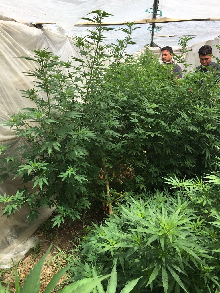  Nocera Inferiore, scoperta piantagione di marijuana in un fondo agricolo