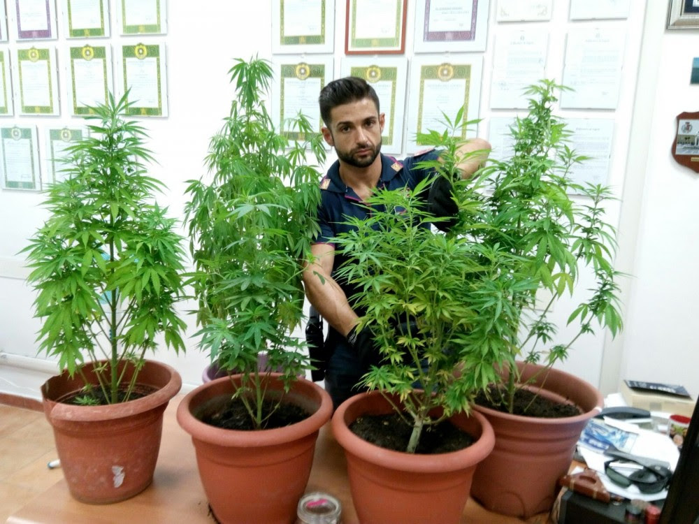  Pozzuoli, piantagione casalinga di marijuana in via Luciano: arrestata una 56enne