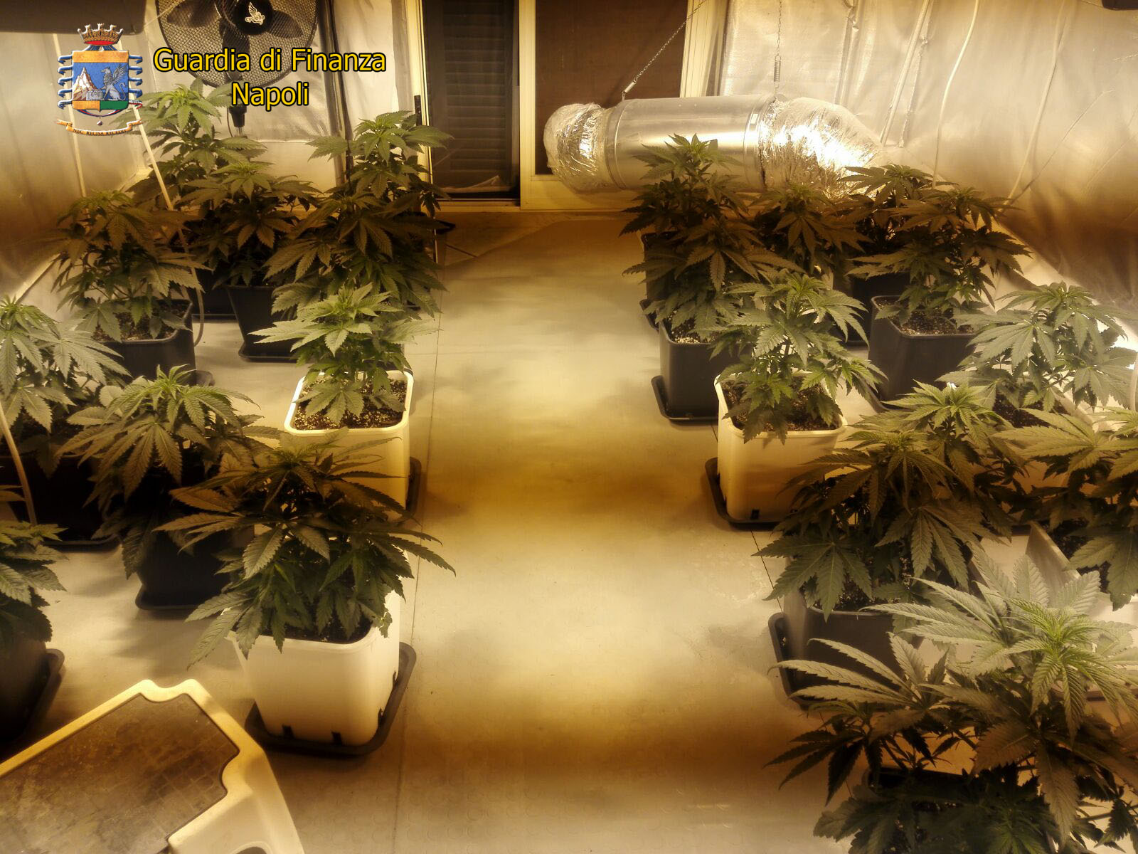  Sorpresi in un appartamento di Villaricca a coltivare marijuana in una serra: due arresti