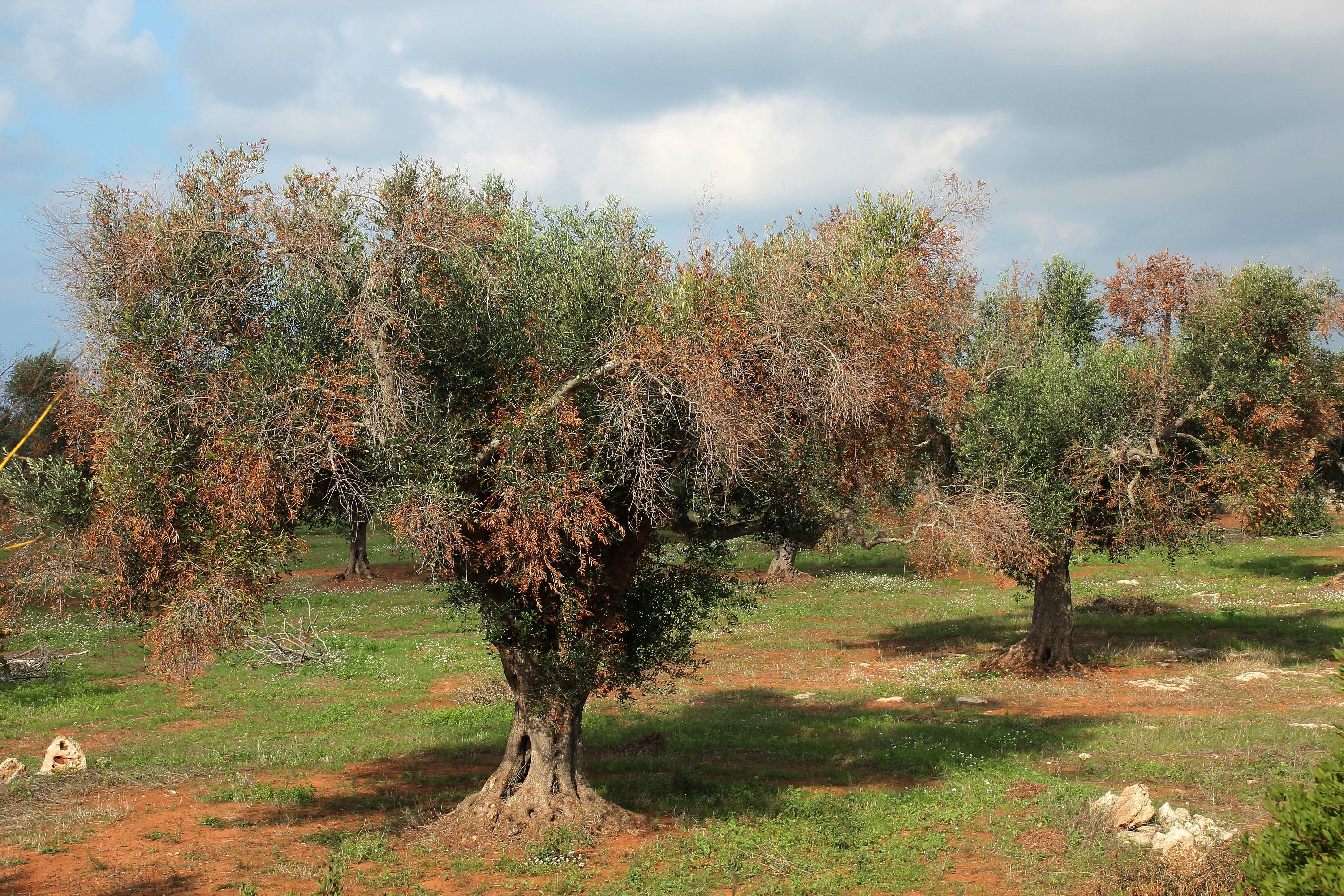  Scoperta un’altra cultivar di olivo resistente alla Xylella