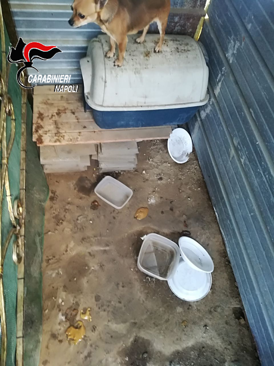  Chiaiano, 36enne deteneva animali in pessime condizioni igieniche e di salute: denunciato
