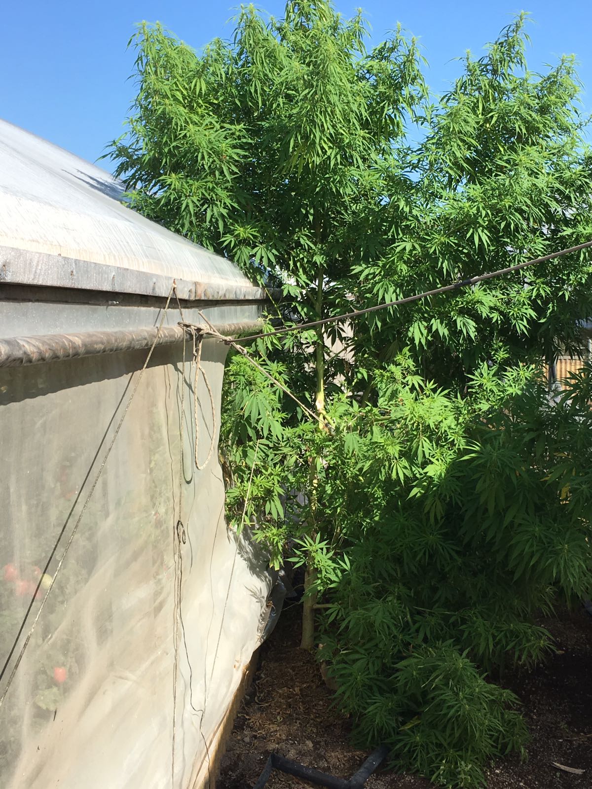  Alberi di marijuana nell’orto di casa: maxisequestro a San Marzano sul Sarno