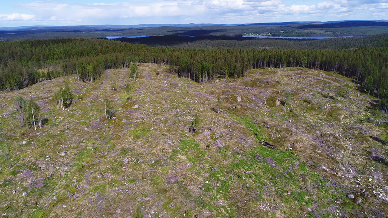  Importanti aree della Grande Foresta del Nord, in Svezia, Finlandia e Russia, vengono distrutte per ricavare polpa di cellulosa
