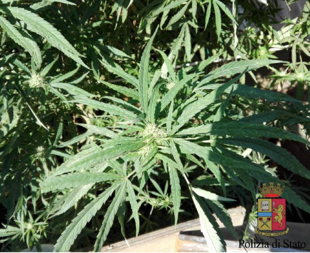  San Felice a Cancello, sorpreso ad innaffiare piantagione di marijuana: denunciato 61enne