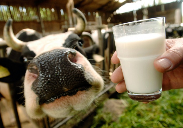  La terra che continua a tremare stressa anche gli animali: latte ridotto del 20 per cento