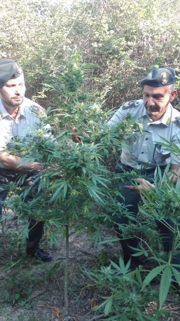  Capua, fiamme gialle scoprono 20 piante di marijuana tra la fitta vegetazione: denunciato 54enne