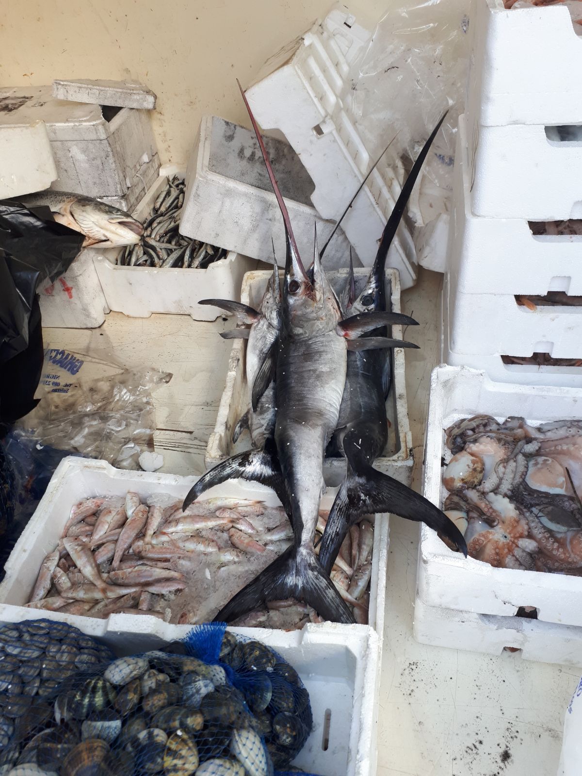  Vallo della Lucania, fermato sulla Var. SS18 “Cilentana” con tre esemplari di pesce spada “sotto taglia”