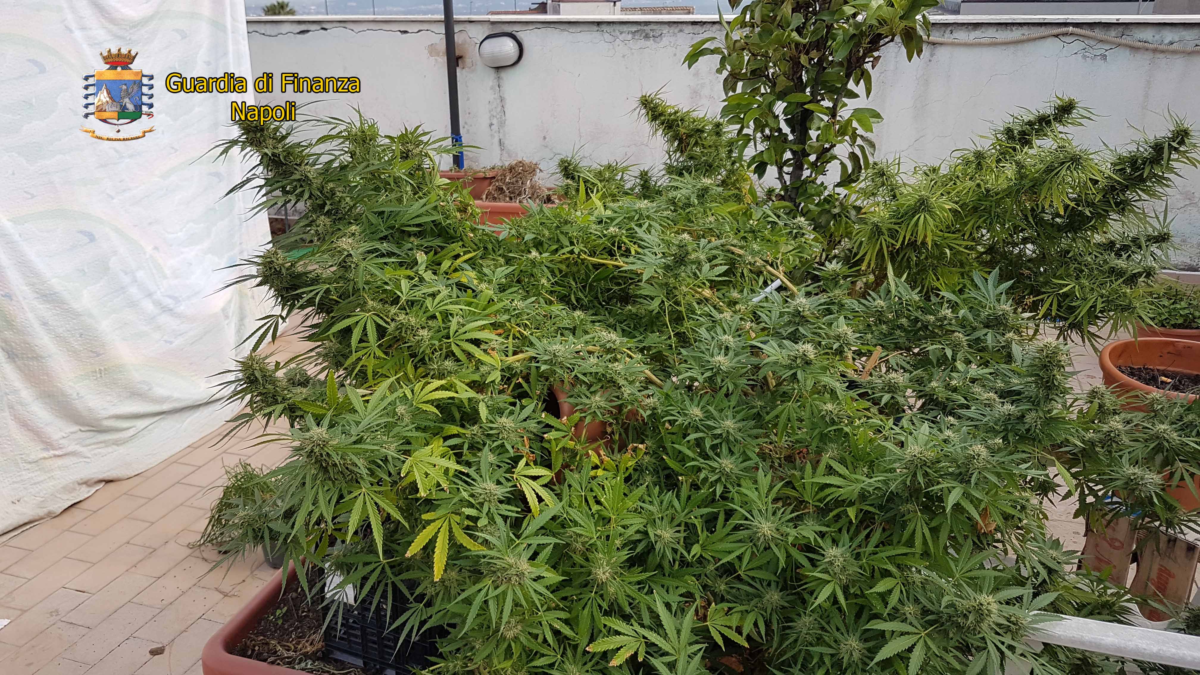  Ottaviano, piantagione di marijuana sul terrazzo: finanzieri arrestano 2 persone