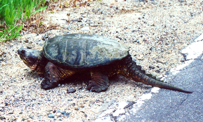  Pomigliano D’Arco, ritrovata nella villa comunale una tartaruga azzannatrice: caccia a chi l’ha abbandonata